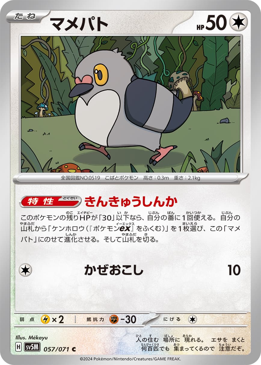 マメパト